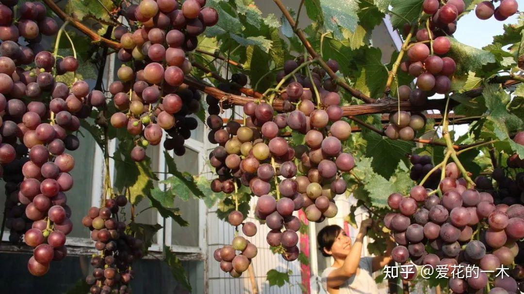 6到7年的葡萄树可以移植吗
