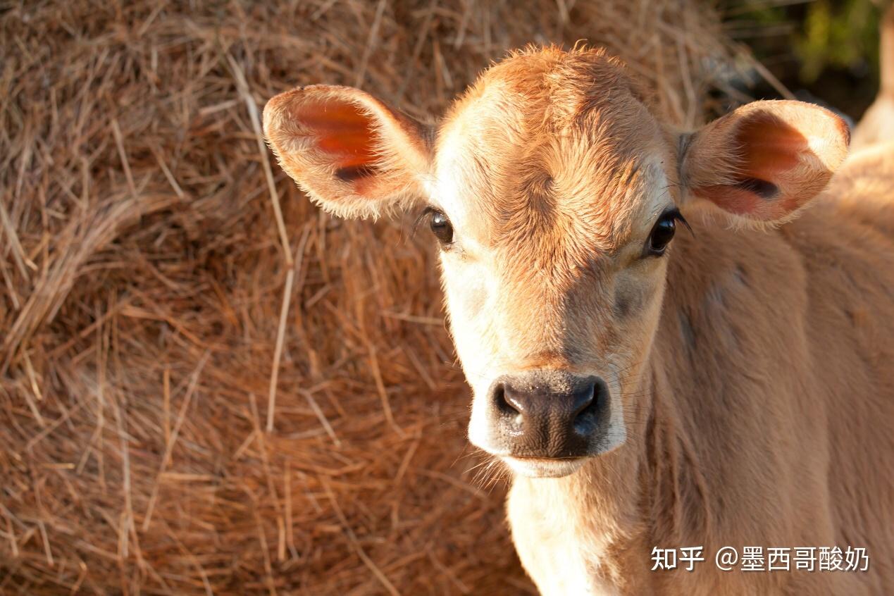 认养一头牛酸奶出色牛奶同样优秀奶中贵族的娟姗牛奶名副其实