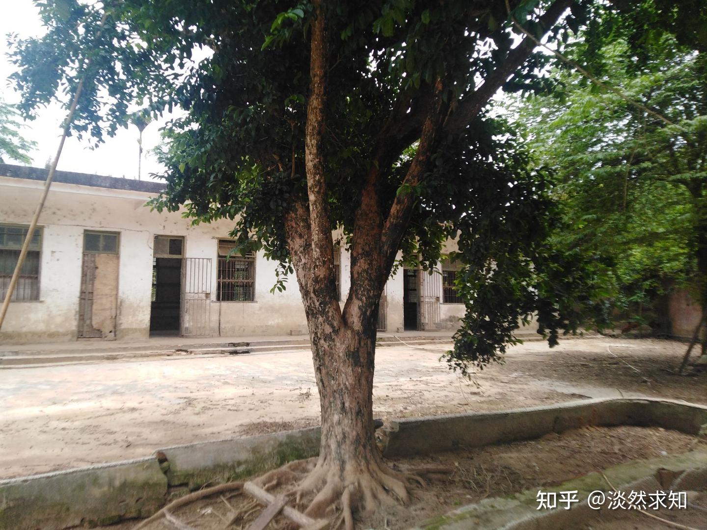 树大不一定扎根深,其根可在地面上盘旋 - 知乎