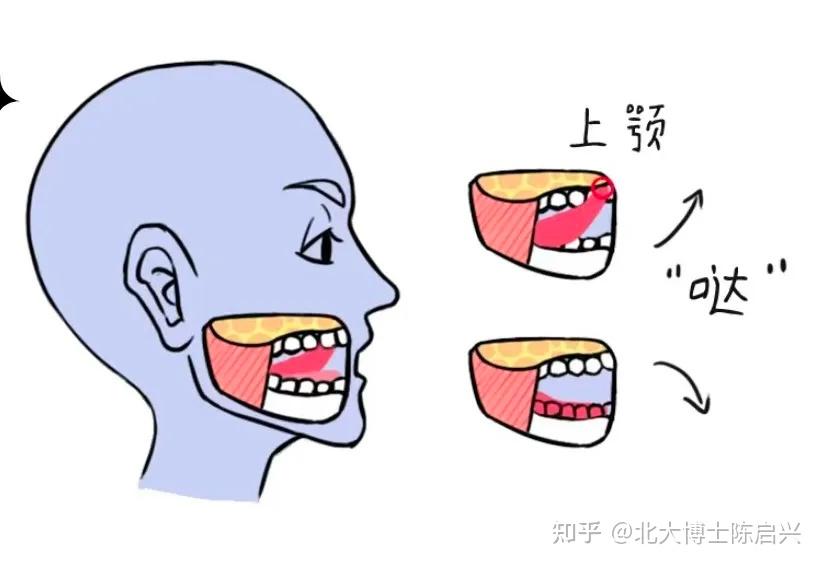 【口呼吸】唇舌肌训练,在家也能做 - 知乎