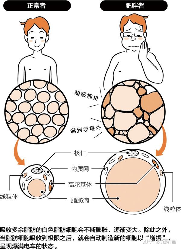 变胖究竟是怎么一回事 - 知乎