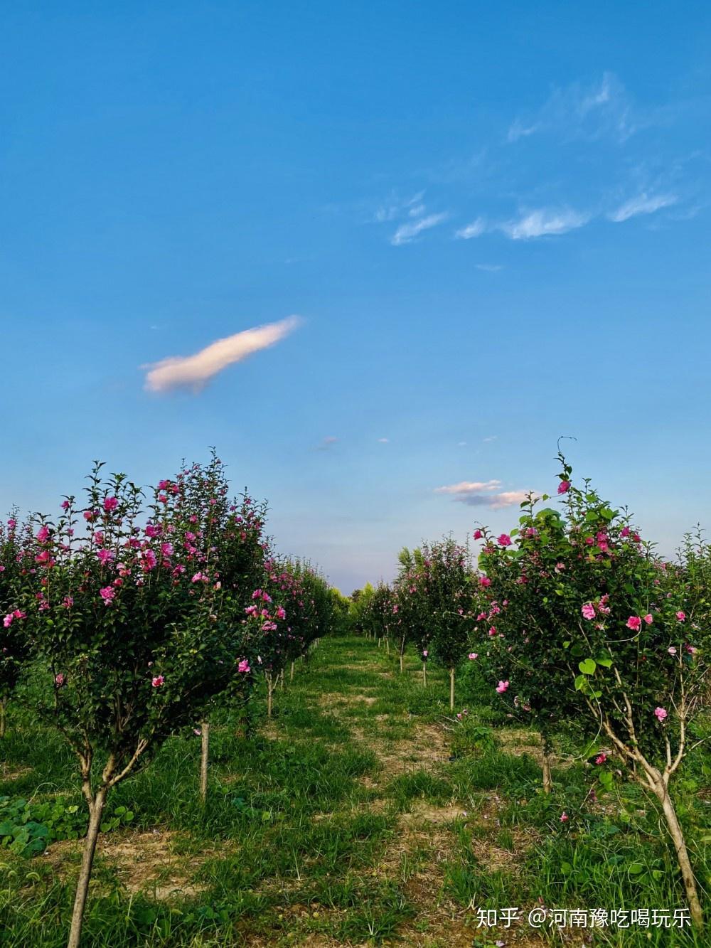 新沟花海凉爽的秋天来啦~这样的天气超级适合和家人朋友一起出去玩.