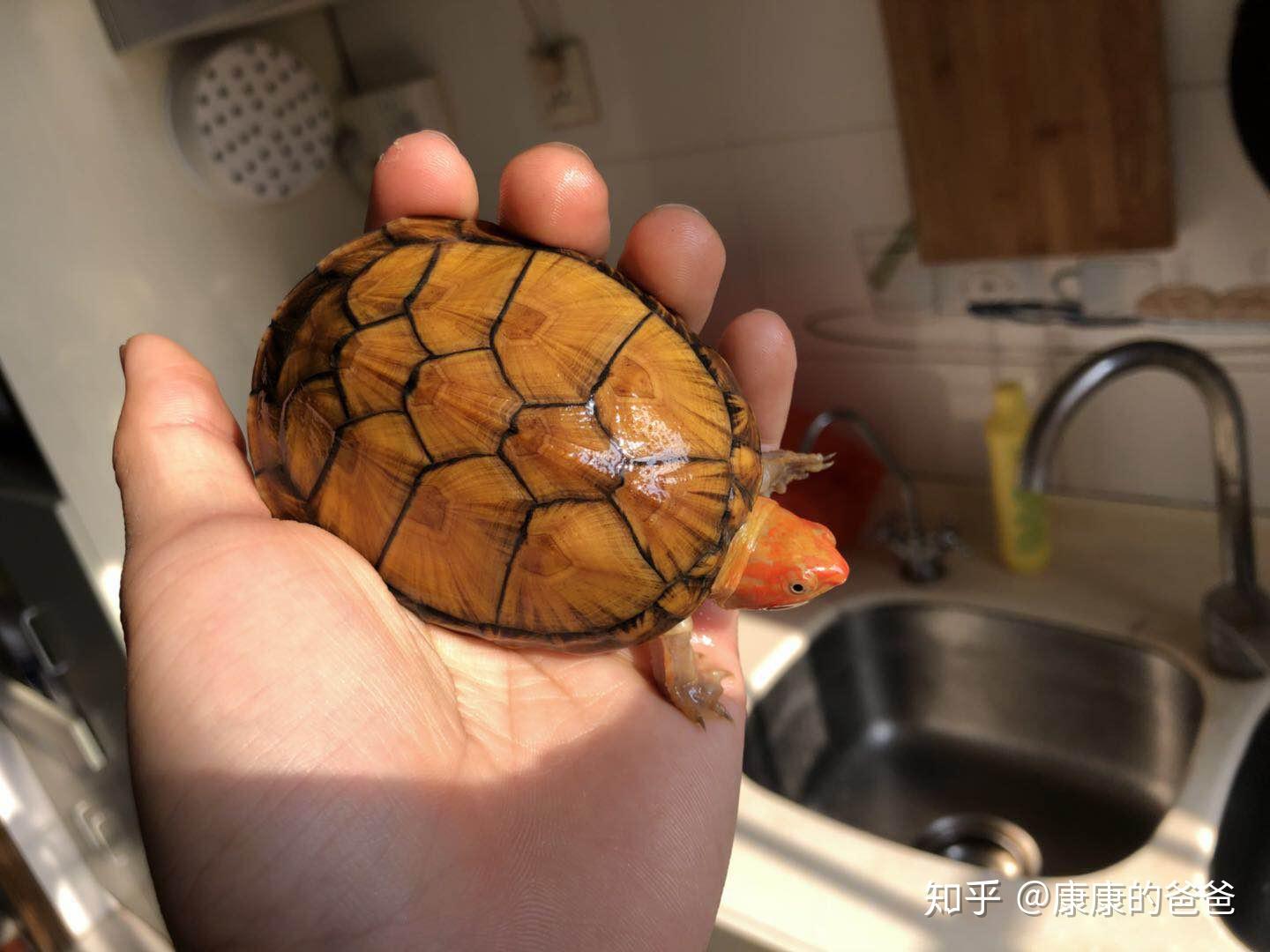 【附录一·蠵龟】不是红色的海龟就叫红海龟···真正的红海龟好像神话里出来的一样