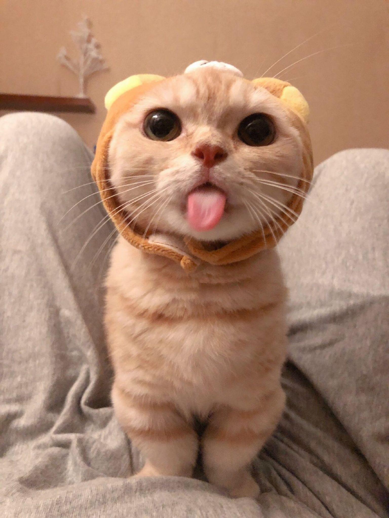 有没有比较可爱又有点搞笑的动物头像?最好是猫? - 知乎