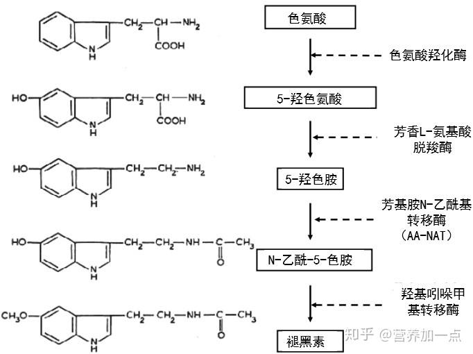 褪黑素拯救失眠它未必适合每一个人