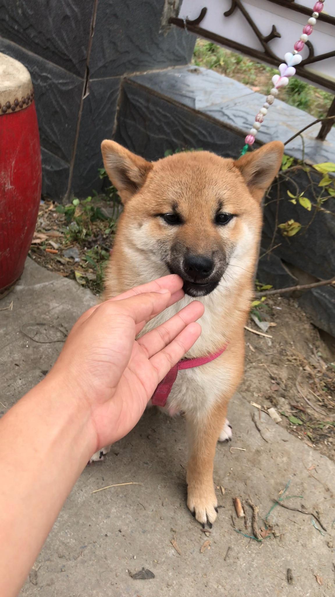 這隻小的品相柴犬怎麼樣?旁邊是它媽媽?