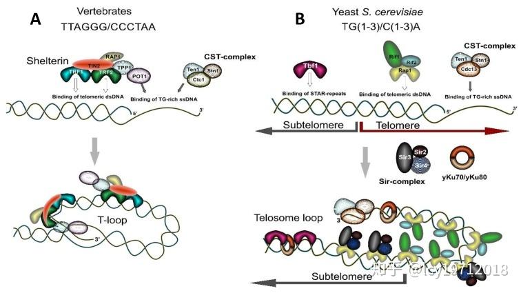 逆转录的过程与端粒复制 - 知乎