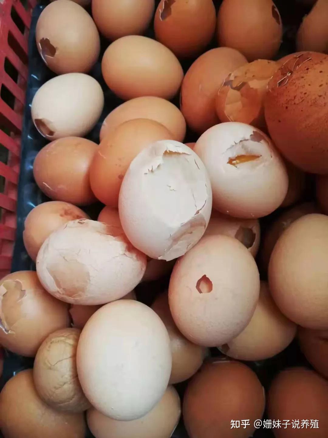 蛋鸡产蛋质量差软壳蛋斑点蛋多这样做试试 - 知乎