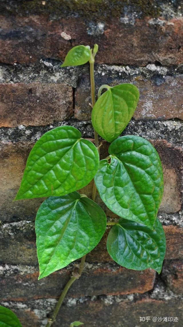 胡椒科,胡椒属的攀援藤本植物蒌叶(学名:piper betle l.
