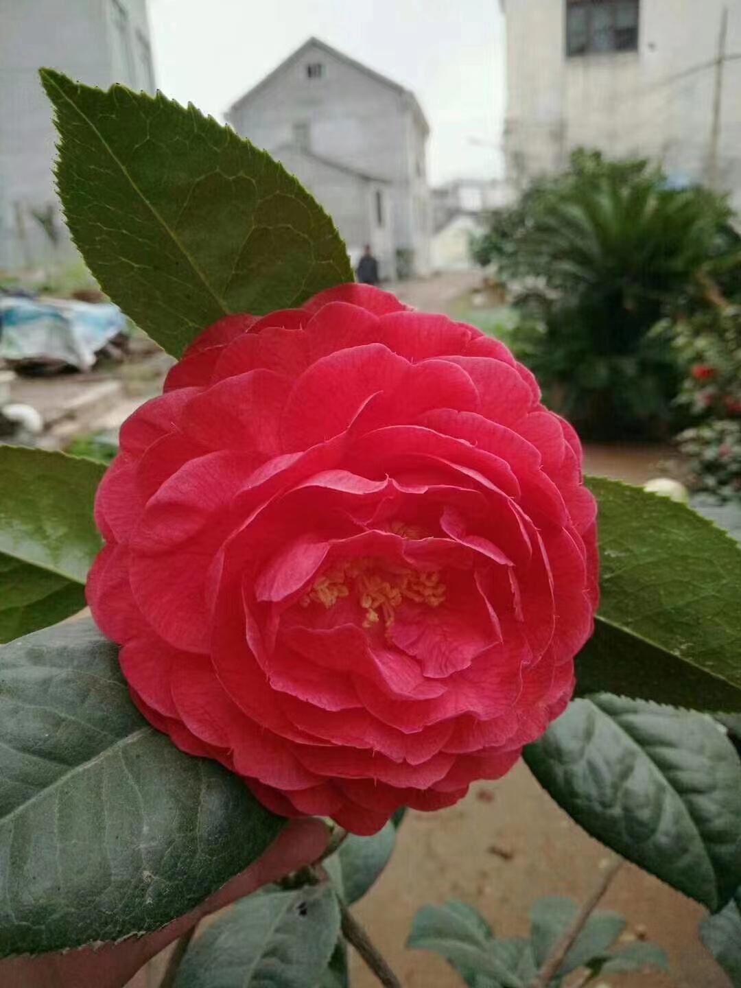 如何种植茶花 v2-6f8a0a066cd0e1adf8429b684d0b6348_1440w.jpg?source=172ae18b