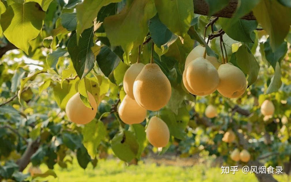 中国,最好吃的10种鸭梨,不接受反驳! - 知乎