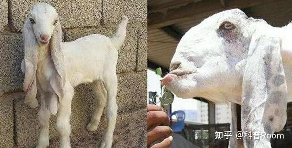 色欲的化身?为何在中国象征吉祥的山羊,在西方却成了淫乱恶魔? - 知乎