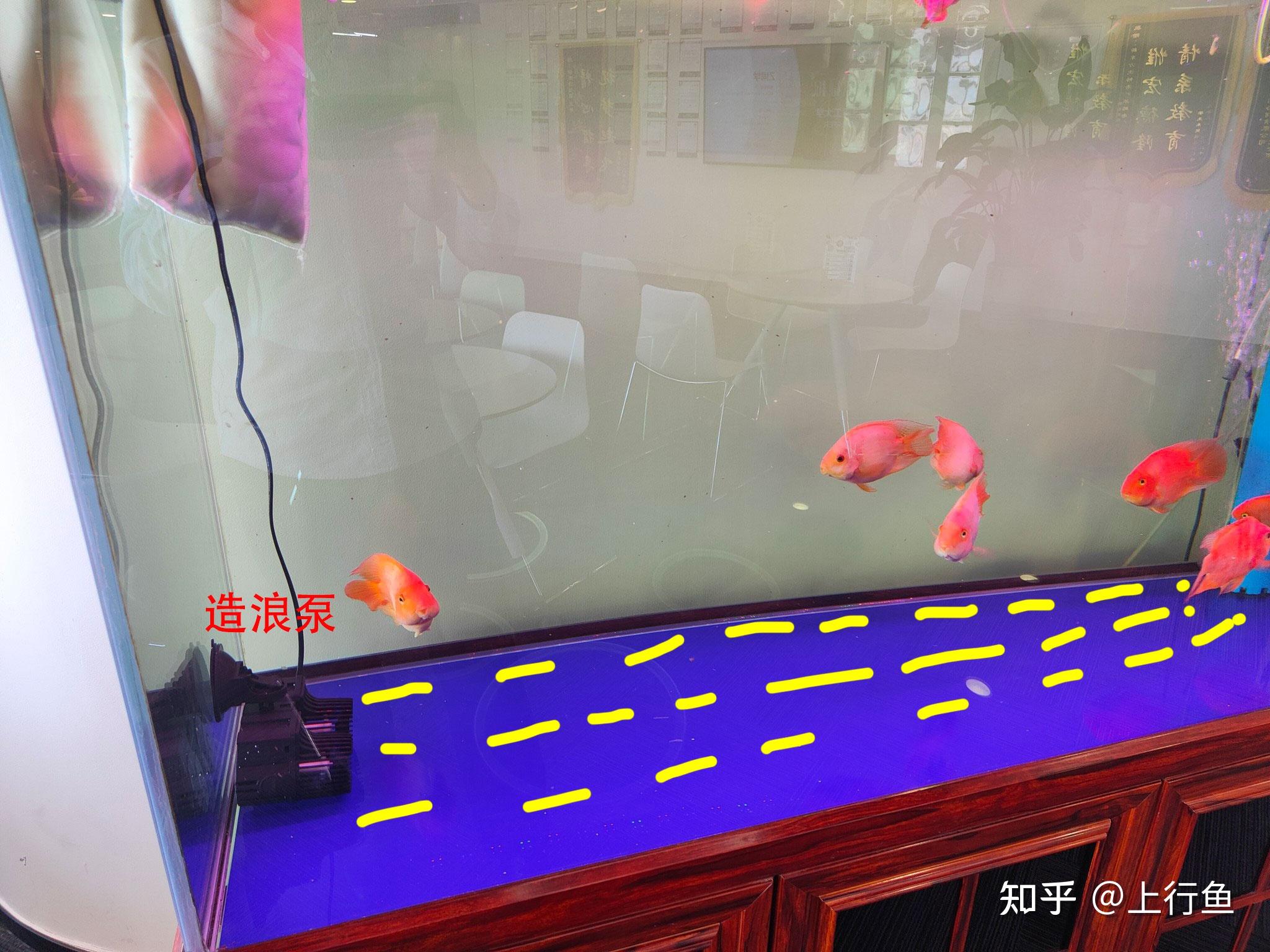 底滤鱼缸鱼屎吸不走,底滤鱼缸粪便吸不走怎么办