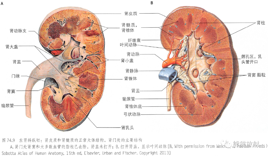 肾的表面