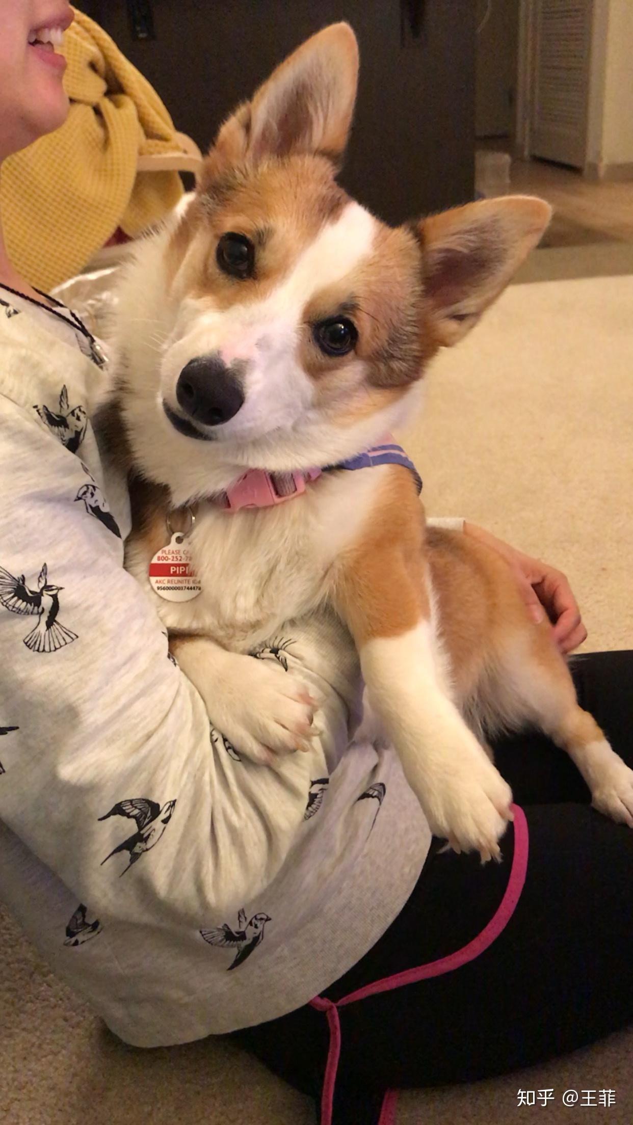 养柯基是一种怎样的体验?