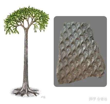地球生命史——石炭纪,地球史上难得的温和时代,昆虫的天堂,四足动物的乐园。 - 知乎