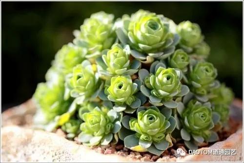 怎么养多肉玫瑰花 v2-6fb7bb1495114d27b9a96b63263b05bb_1440w.jpg?source=172ae18b