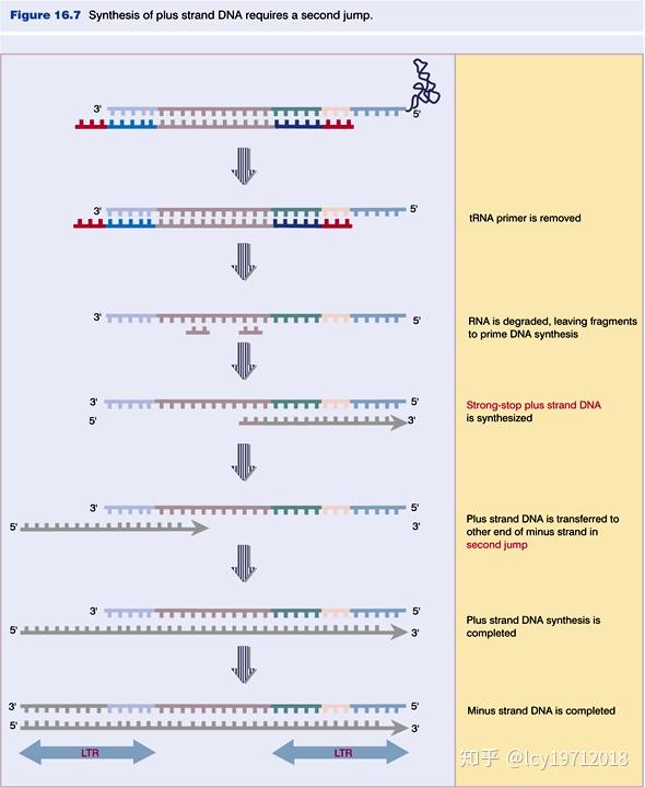 逆转录的过程与端粒复制 - 知乎