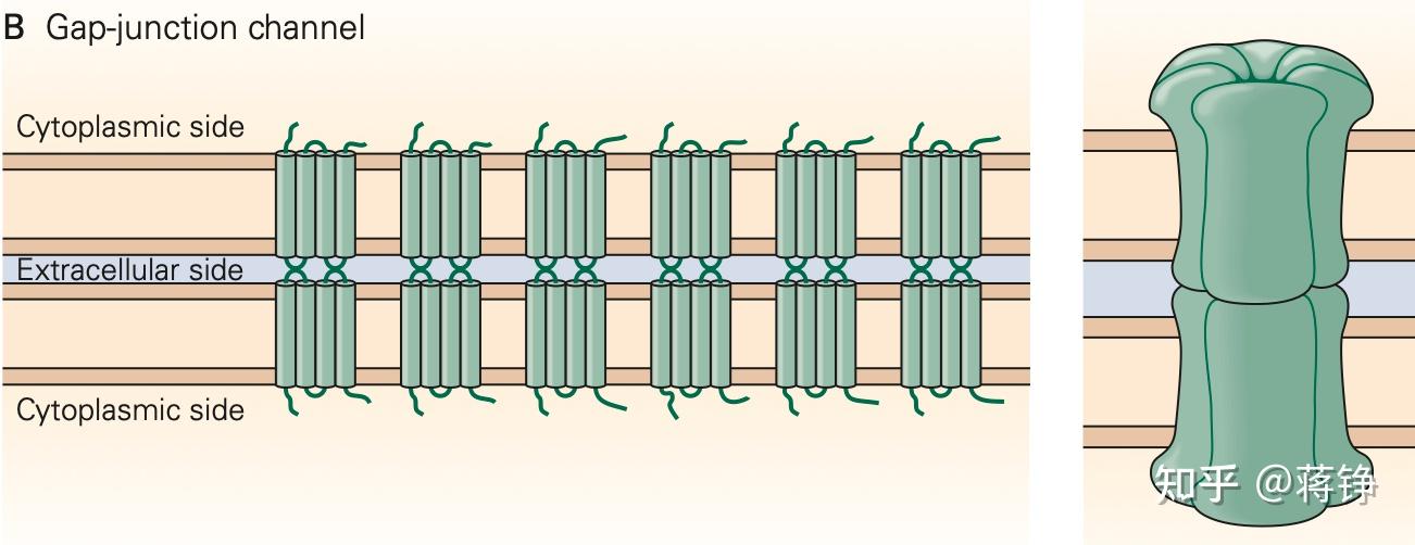【笔记】神经科学(11)离子通道的基因家族 - 知乎