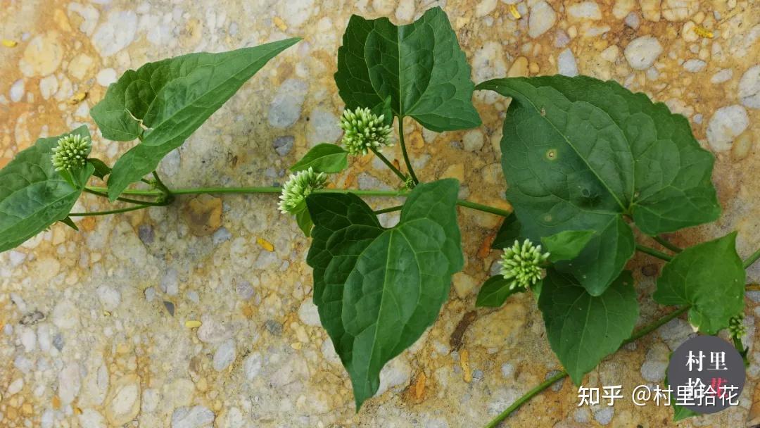 「薇甘菊」"杀手"就在你身边!