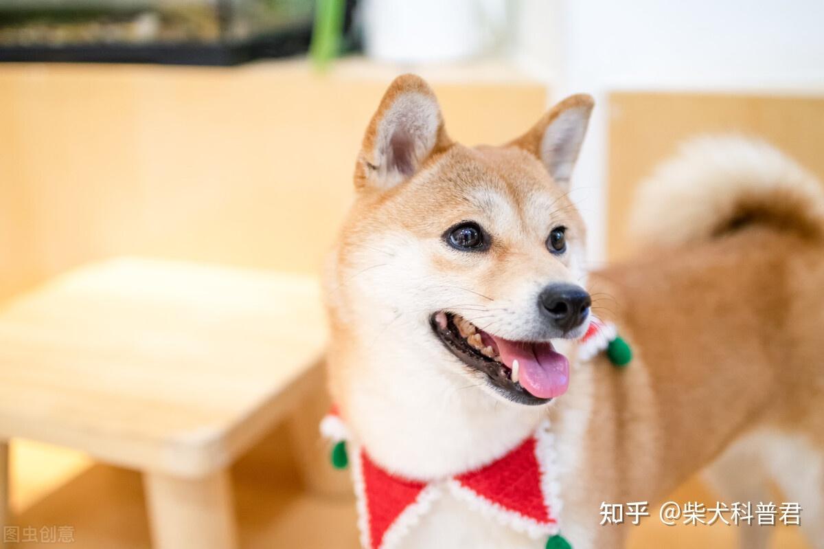 喜欢豆柴，怎样才能挑选到好的豆柴？ - 知乎