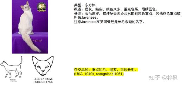世面能看到的所有纯种猫简介 知乎