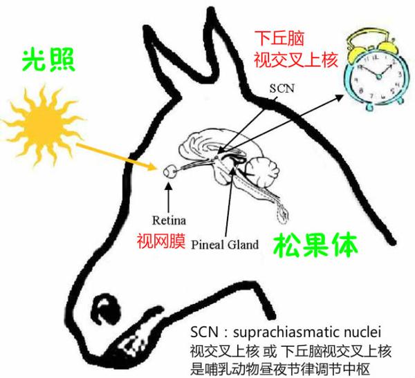 ▲ 马的松果体、下丘脑和垂体 图 | http://improbable.com