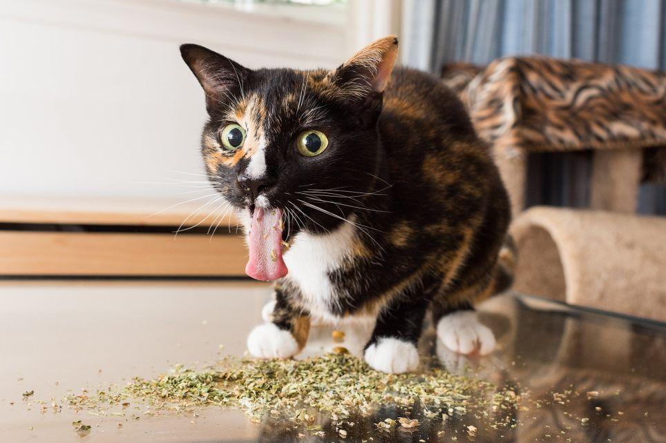 猫薄荷是什么？ 知乎 