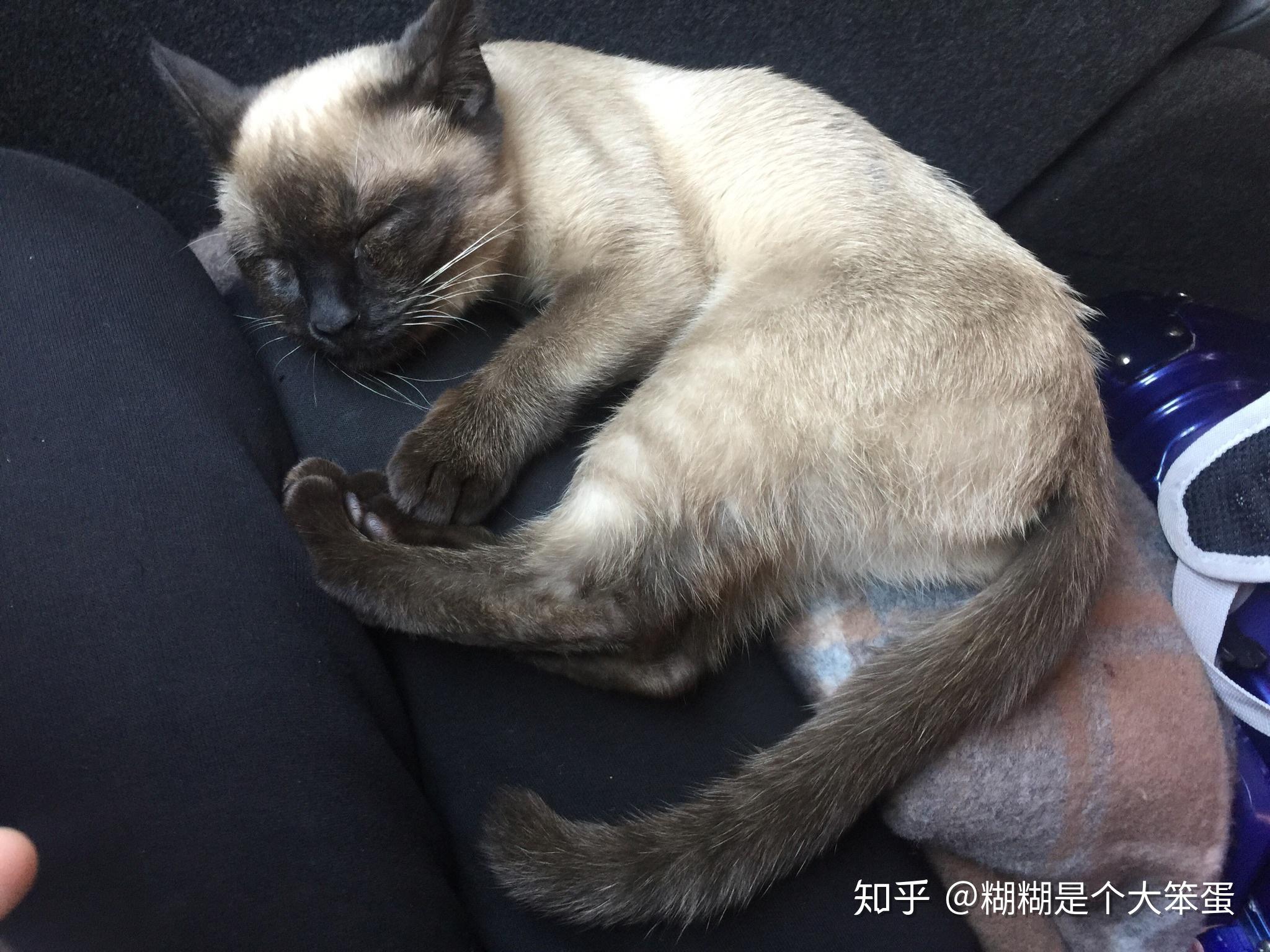 糊糊是一只暹罗猫是肥肥肥肥肥啊