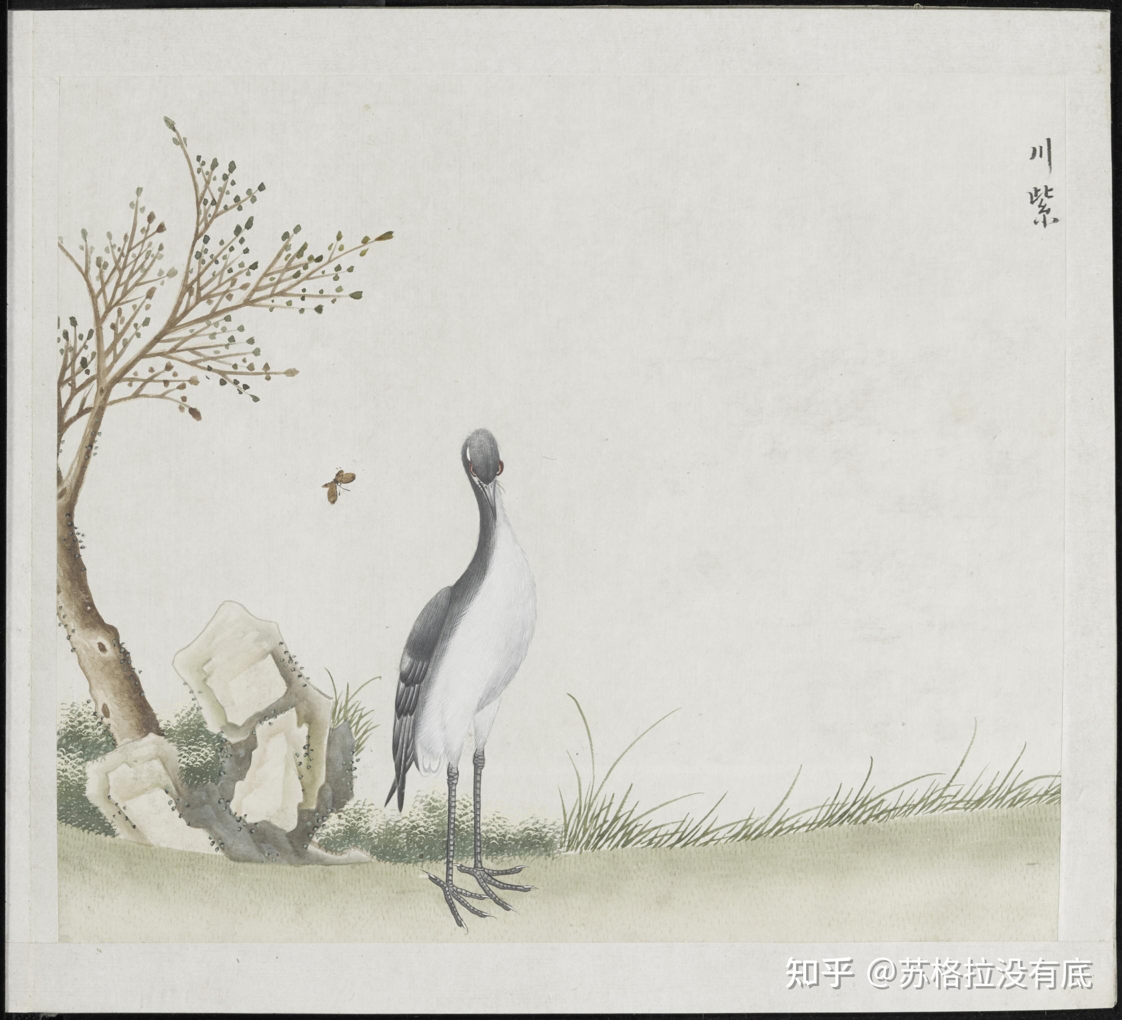 各样花草鱼鸟虫图册——各样鸟雀图册 - 知乎