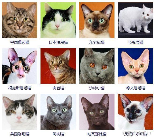 科普贴猫咪的几大品种