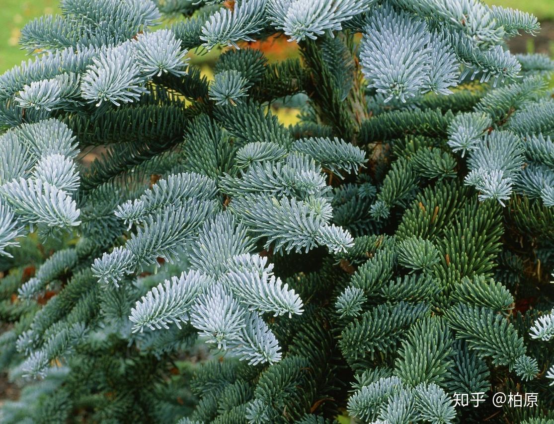 一叶菩提杉杉尔来节选第一