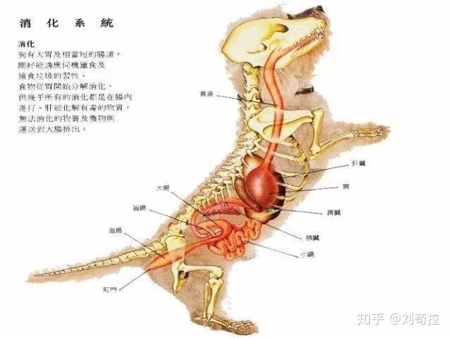 公猫内脏结构图图片