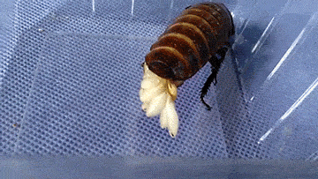 真正可怕的是用鞋子踩蟑螂时,可能会把蟑螂卵粘在鞋子上,所以平时在