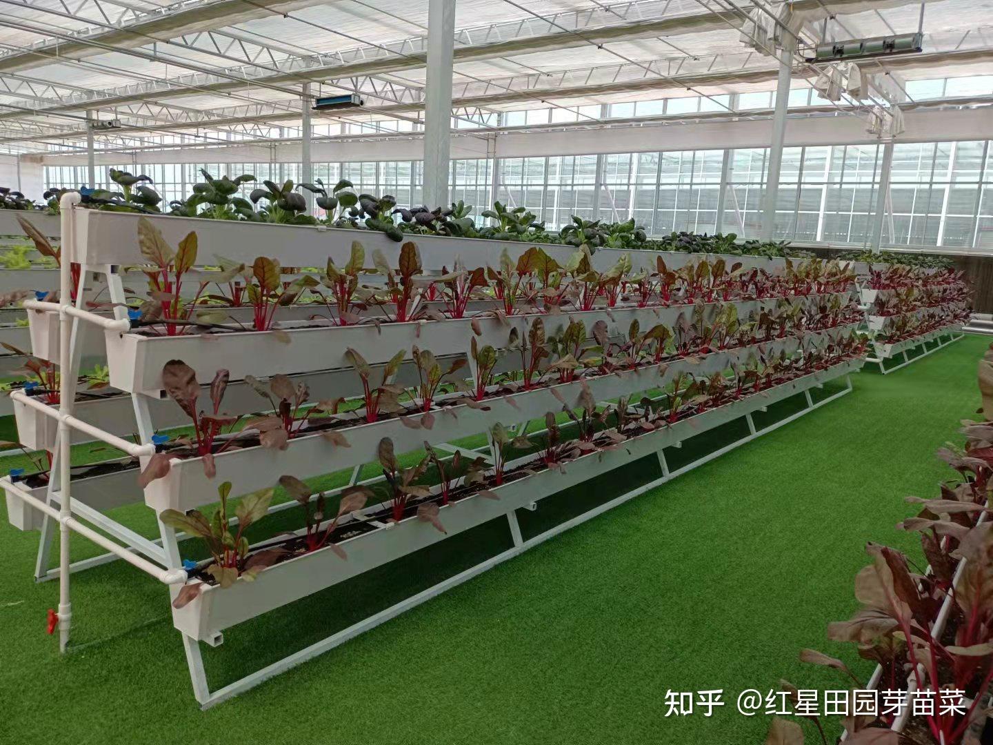 山东红星田园芽苗菜无土栽培种植基地 - 知乎