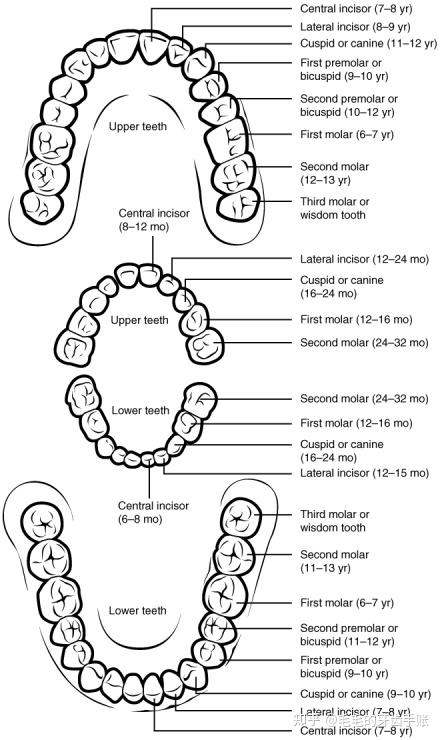 扩大牙弓会对下巴形状产生改变么 - 知乎