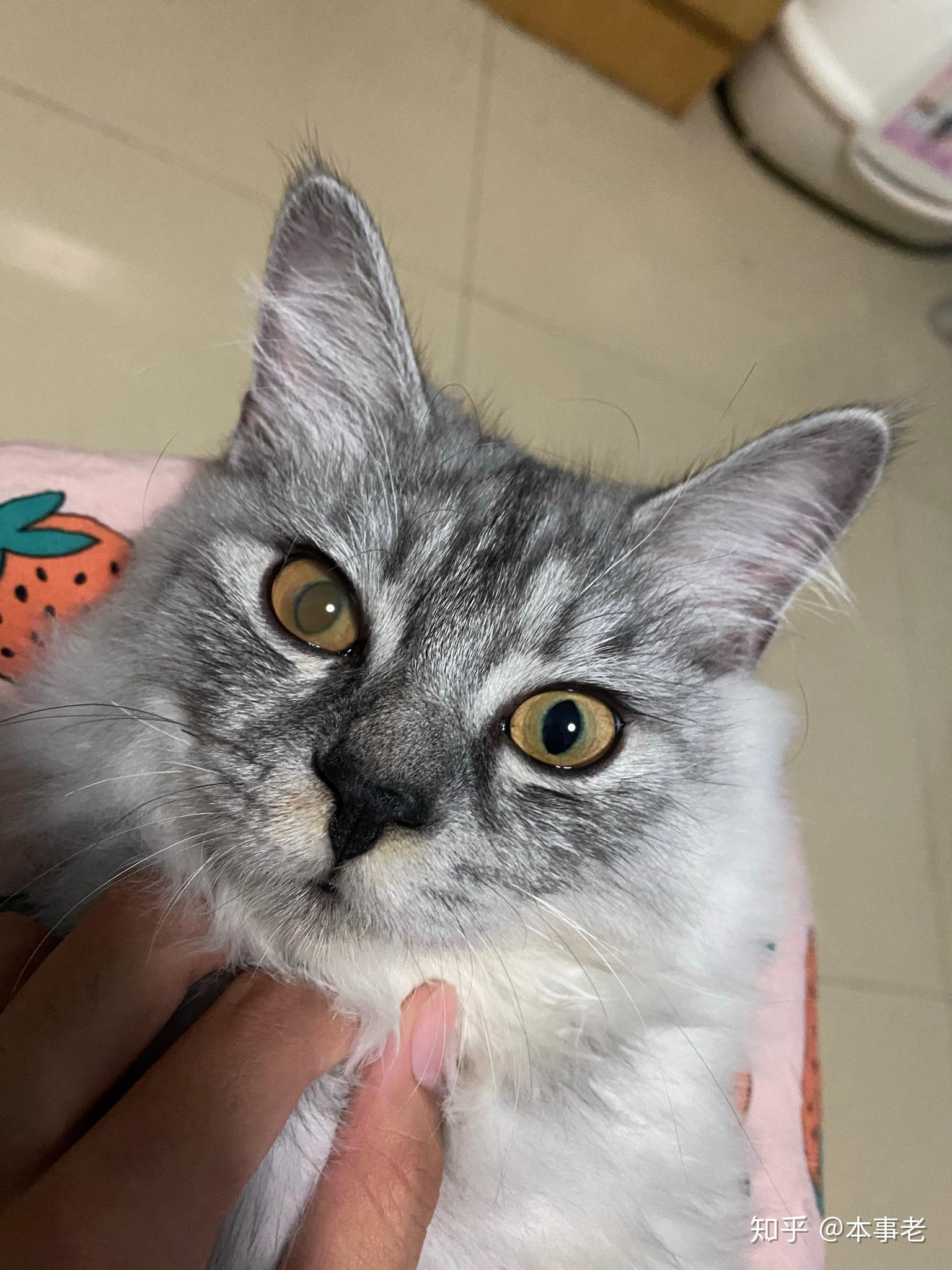 猫眼睛雾蒙蒙的