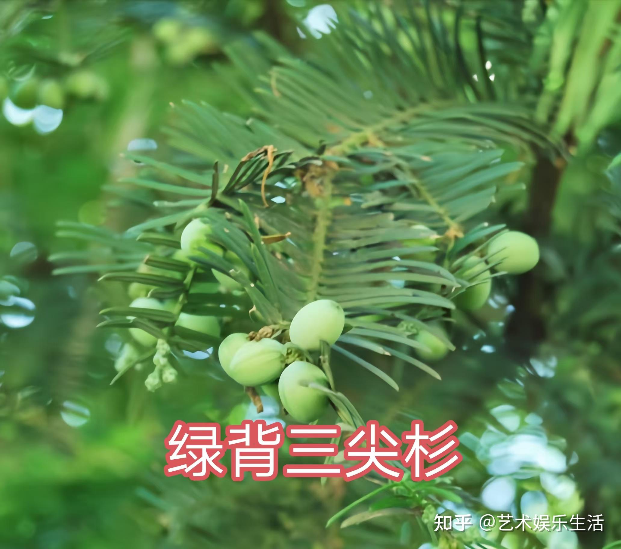 12种三尖杉科的植物 - 知乎