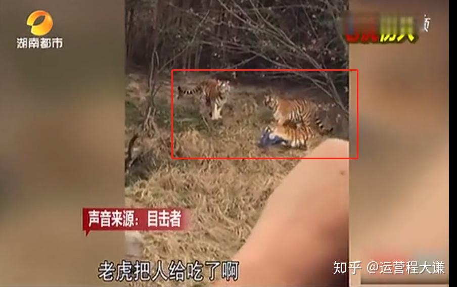 还有一个更凶残的视频,一名游客掉进了动物园的老虎笼