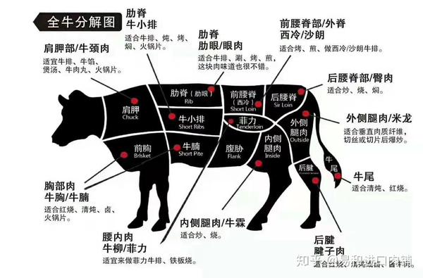 牛肉分解图高清图片