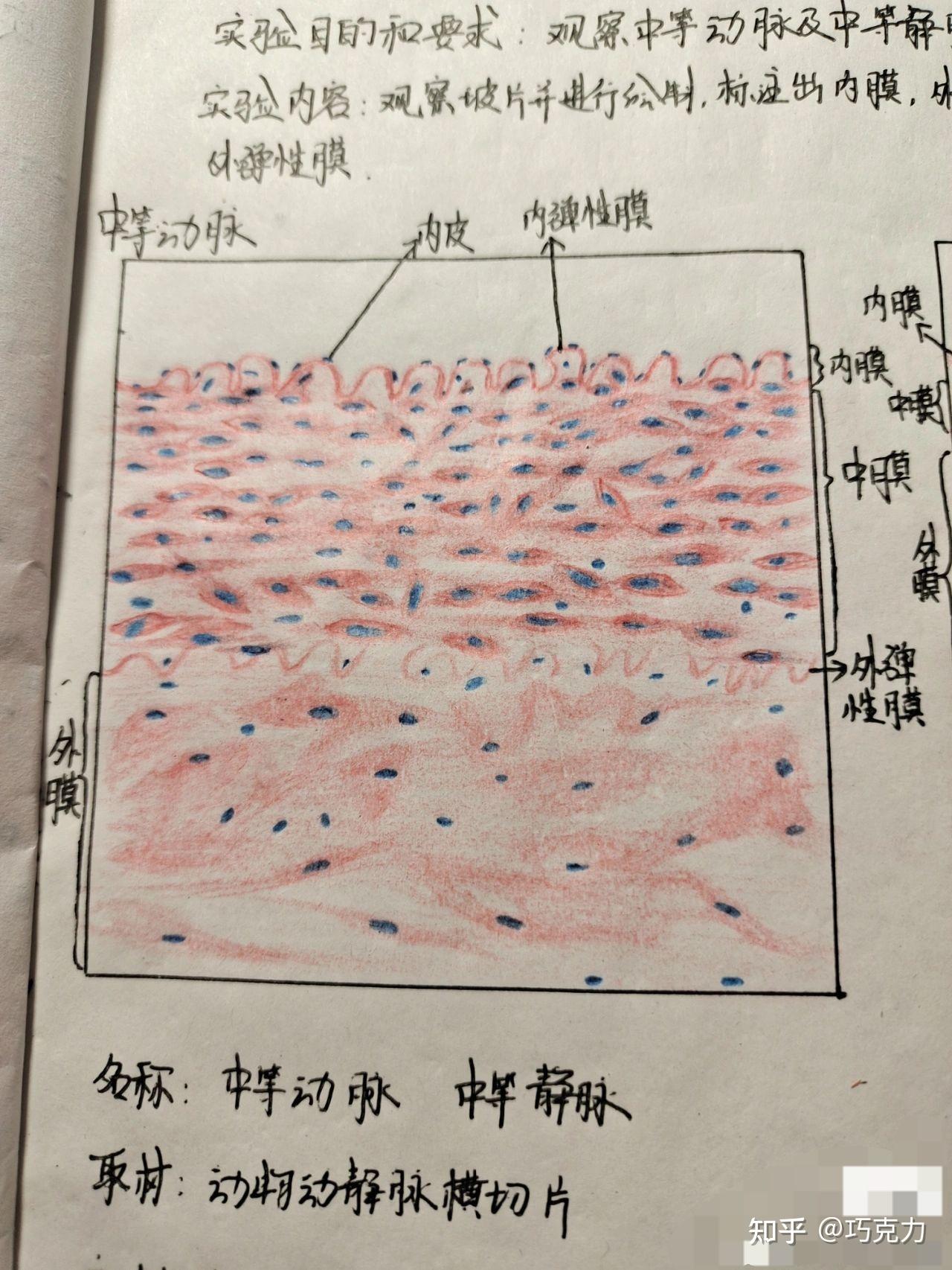 动静脉肝淋巴结观察血涂片中的细胞巧克力