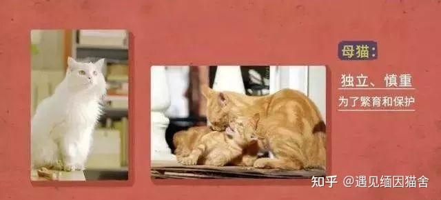 养公猫好还是母猫好？公猫与母猫的彻底比较 知乎 2276