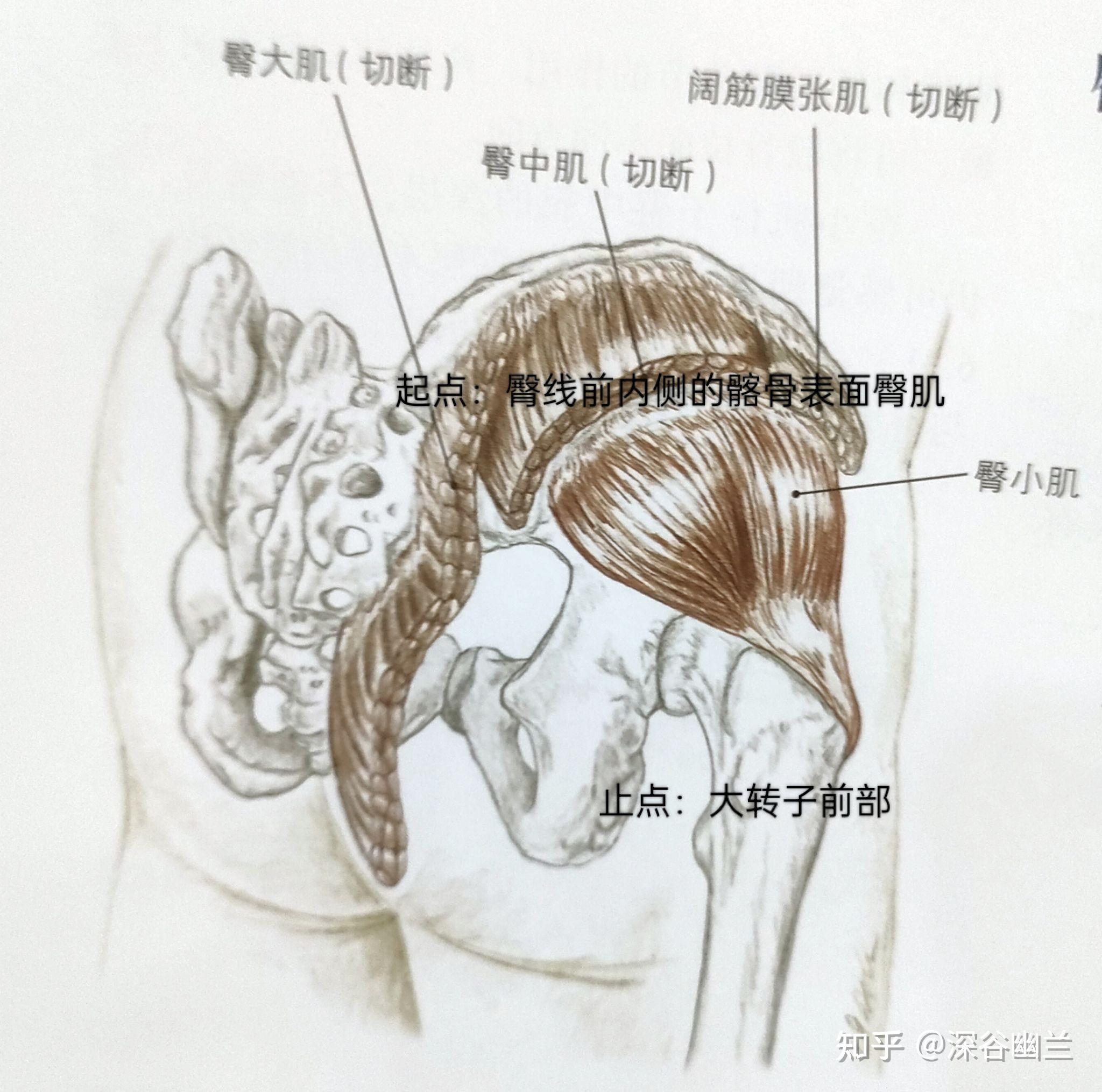 臀小肌定位图解图片