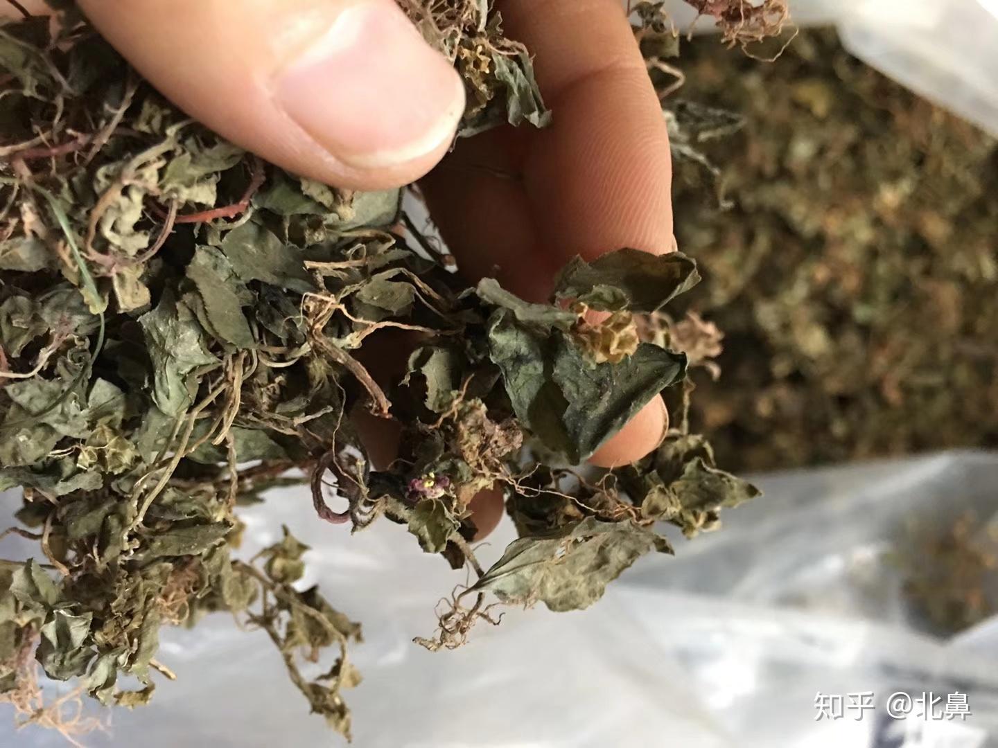 在农村这种草针对小三阳大三阳具有显著作用风鼓草风谷草