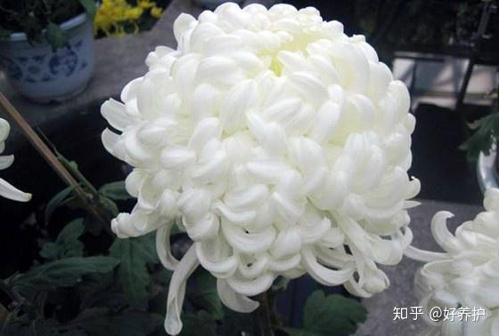 19种菊花的品种 涨知识了 知乎