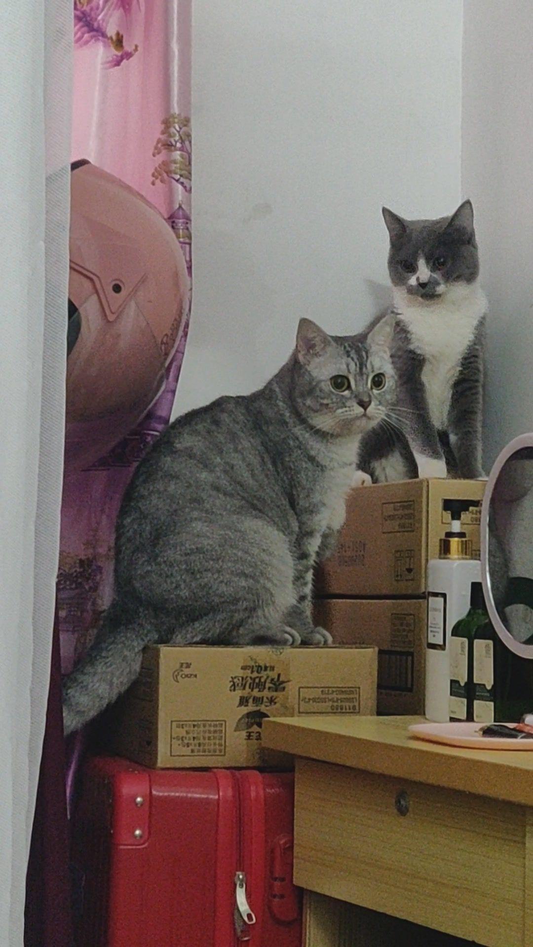 多少斤才可以绝育 v2-7037116756e90e3bcdd67bd47cbdbb93.jpeg