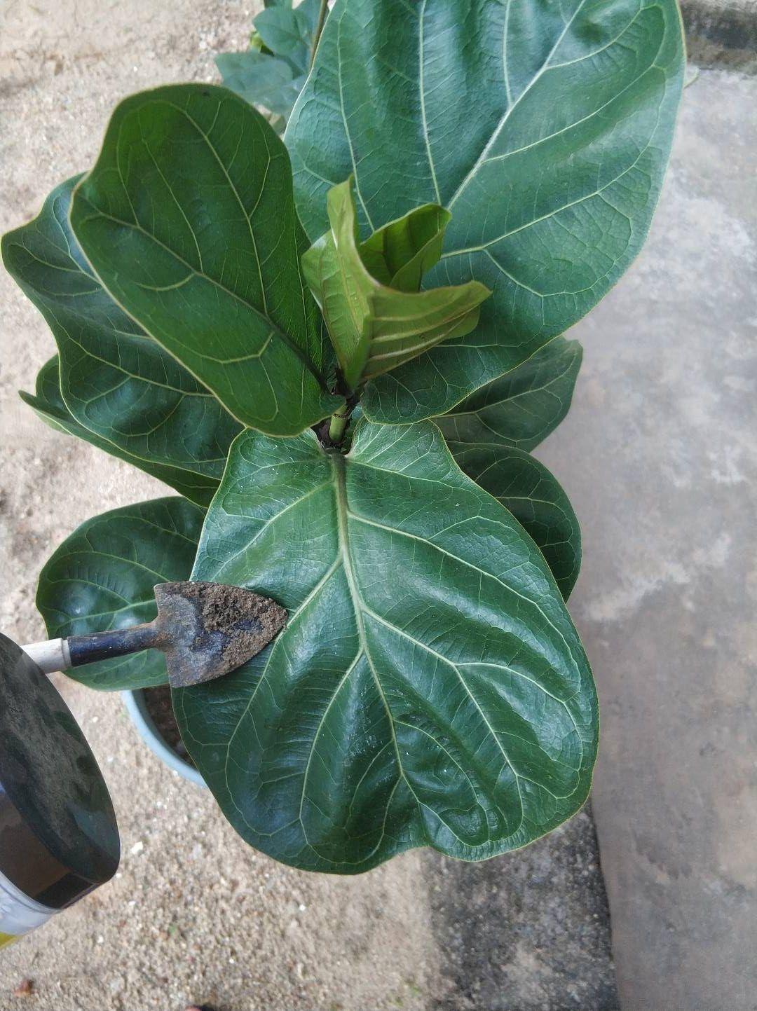 小叶琴叶榕成长记 - 知乎