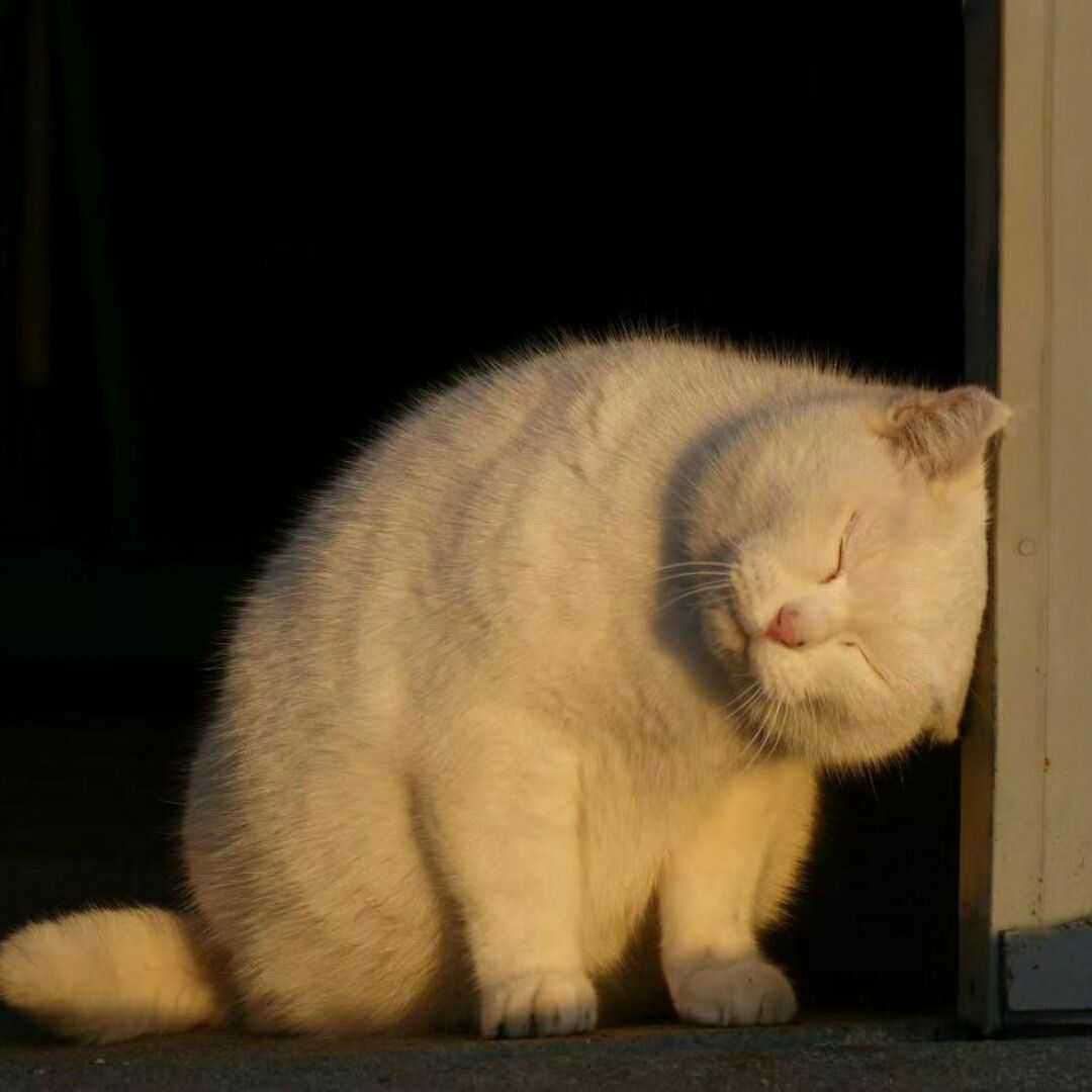 躲进冰箱的熊