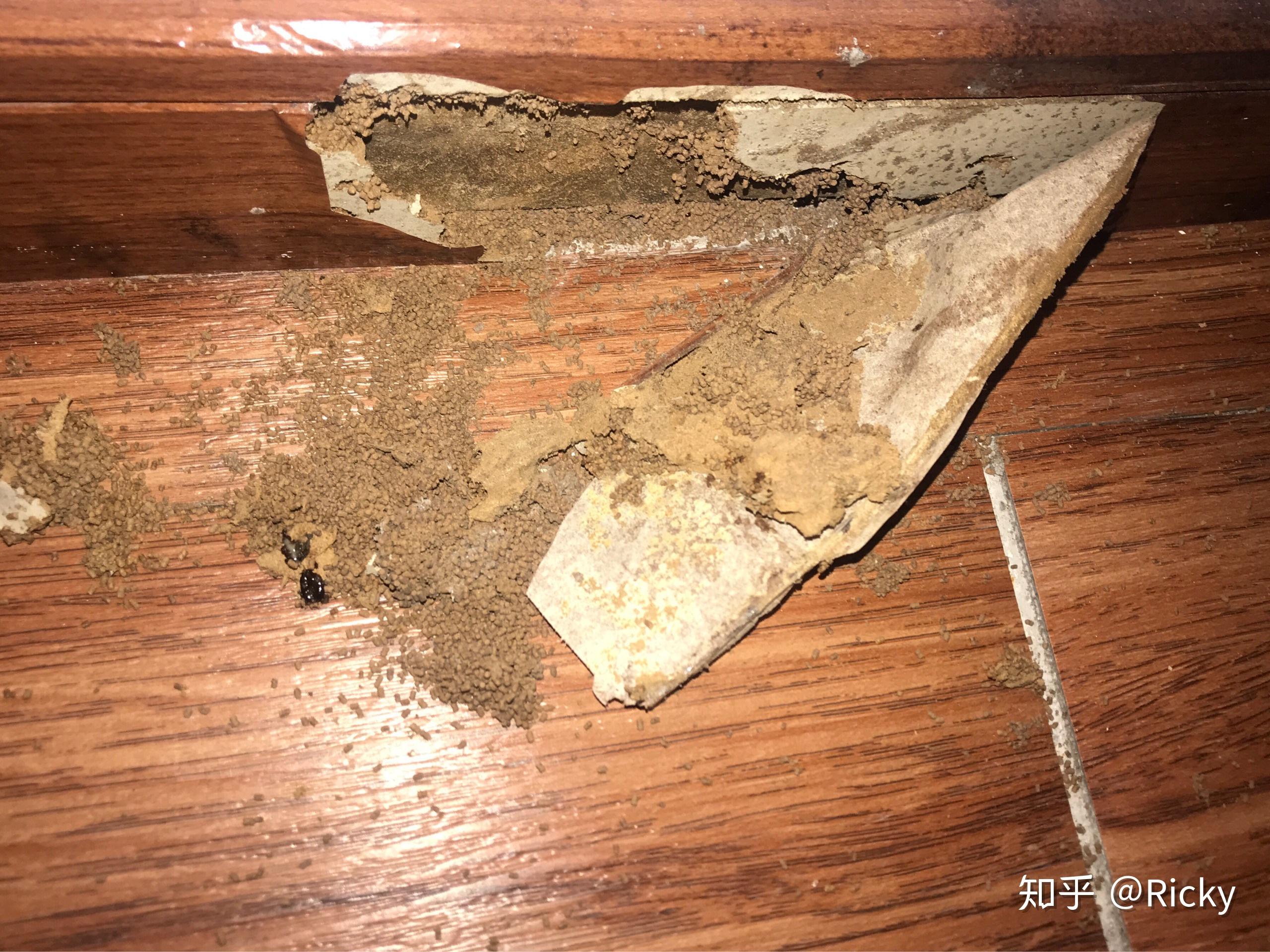 墙角有咖啡色虫卵求彻底根除办法