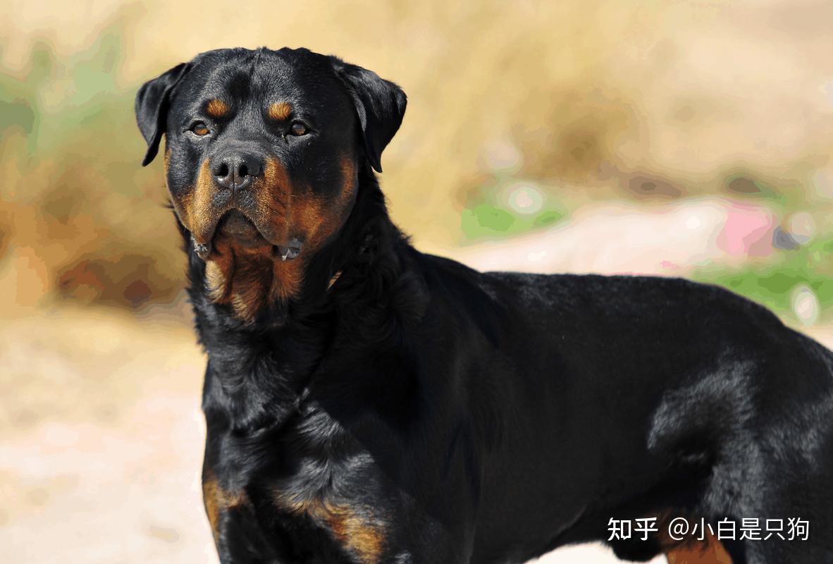 这几种狗"喜欢咬人",送你也别养,你家狗上榜了吗? - 知乎